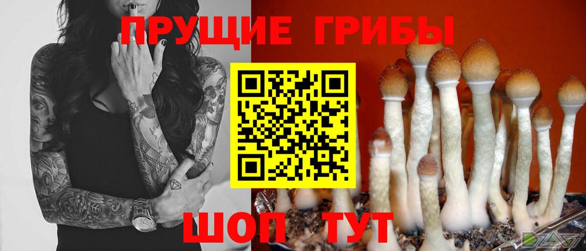 Псилоцибиновые грибы ЛСД  как найти наркотики  Каменка  Вход с VPN 